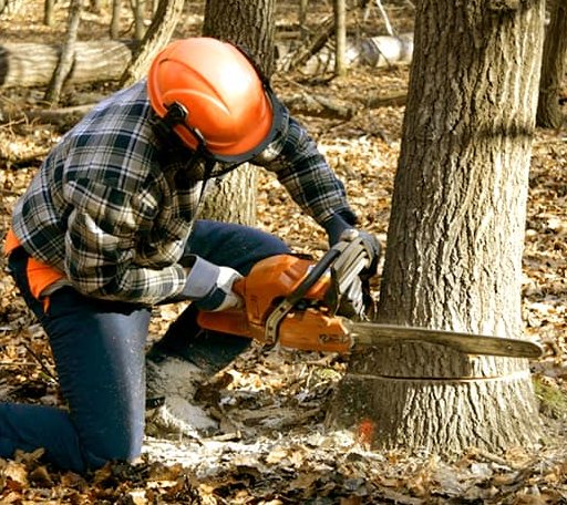 Tree Removal in Poquoson, VA